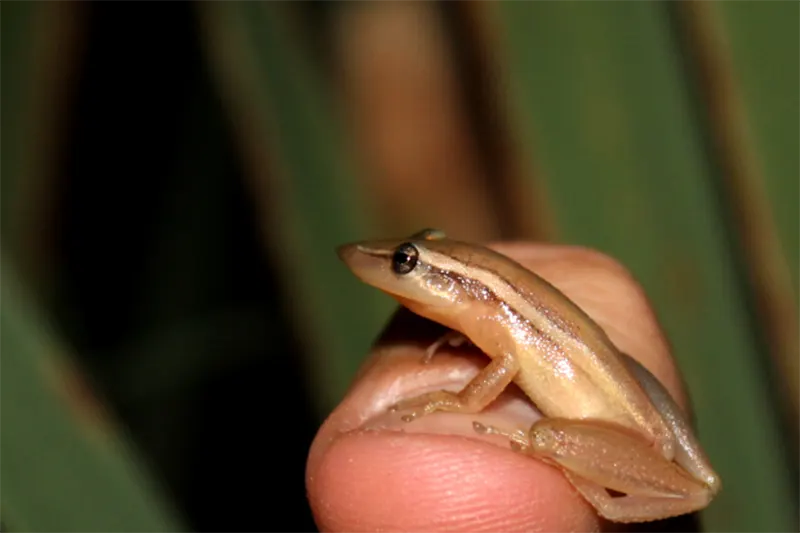 anfibios